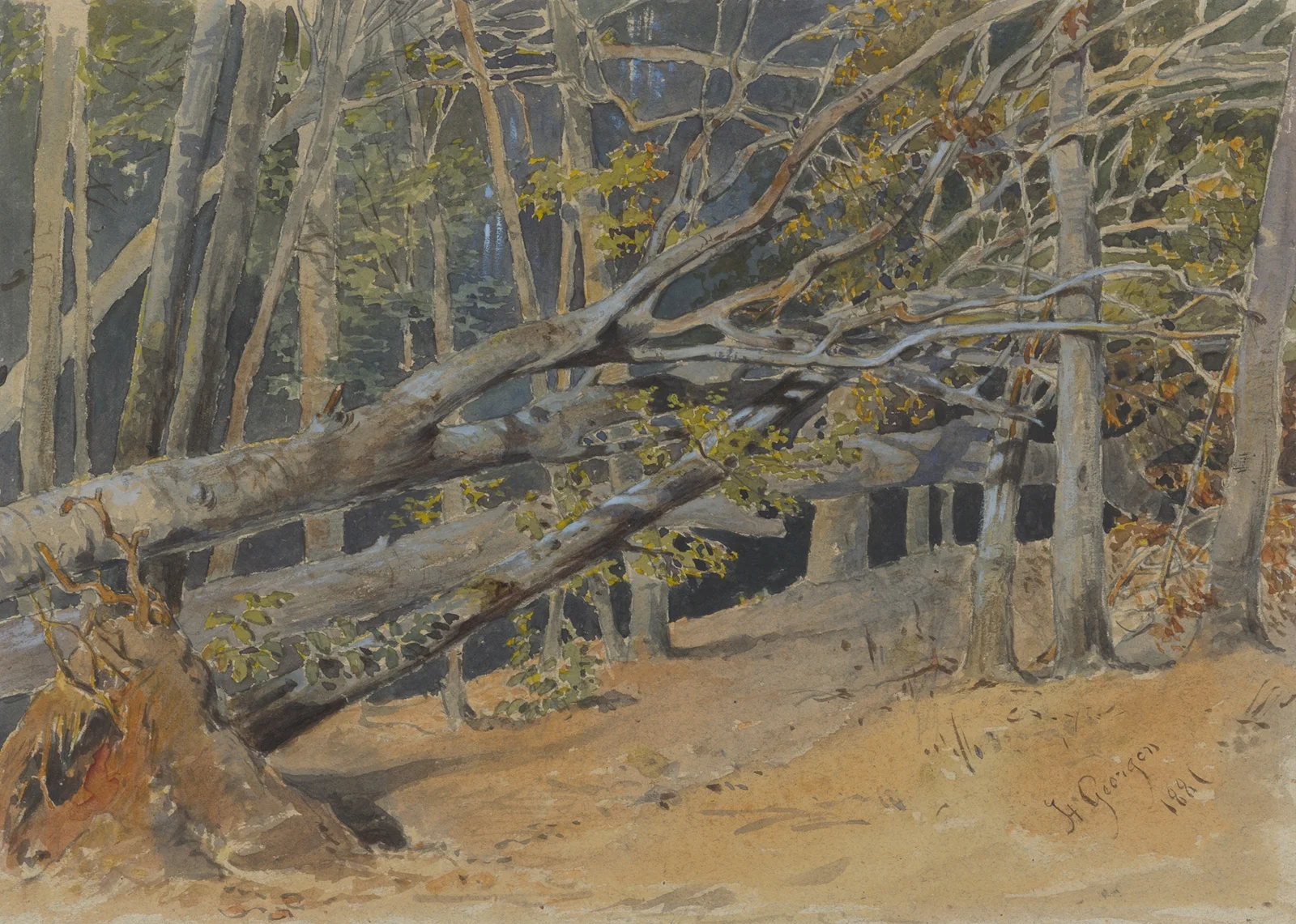 Study of Cut Down Trees av Friedrich Carl von Scheidlin