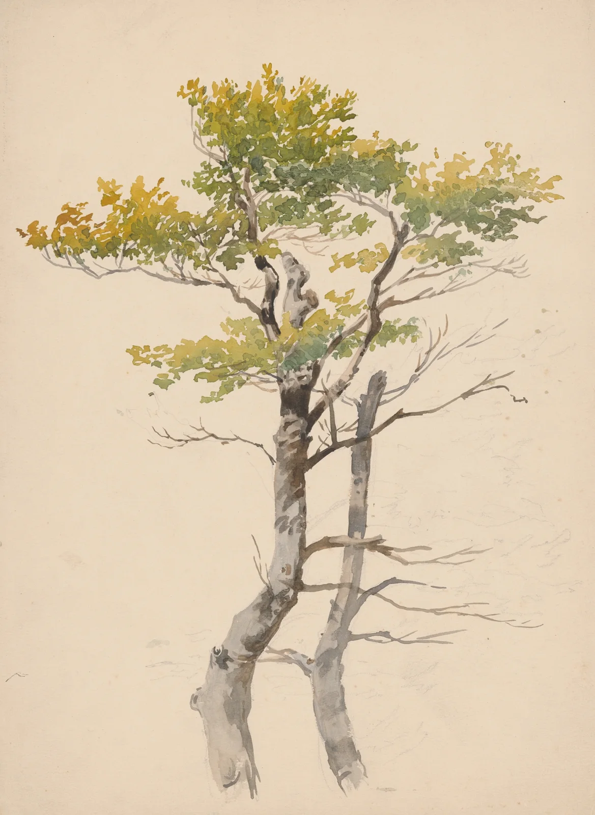 Study of Deciduous Tree av Friedrich Carl von Scheidlin