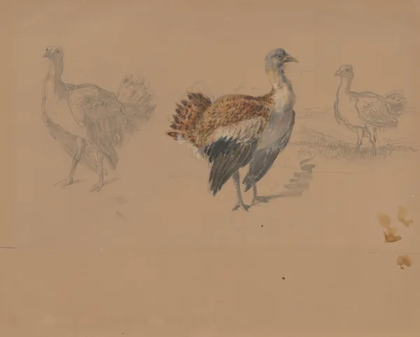Study of Turkeys av Friedrich Carl von Scheidlin