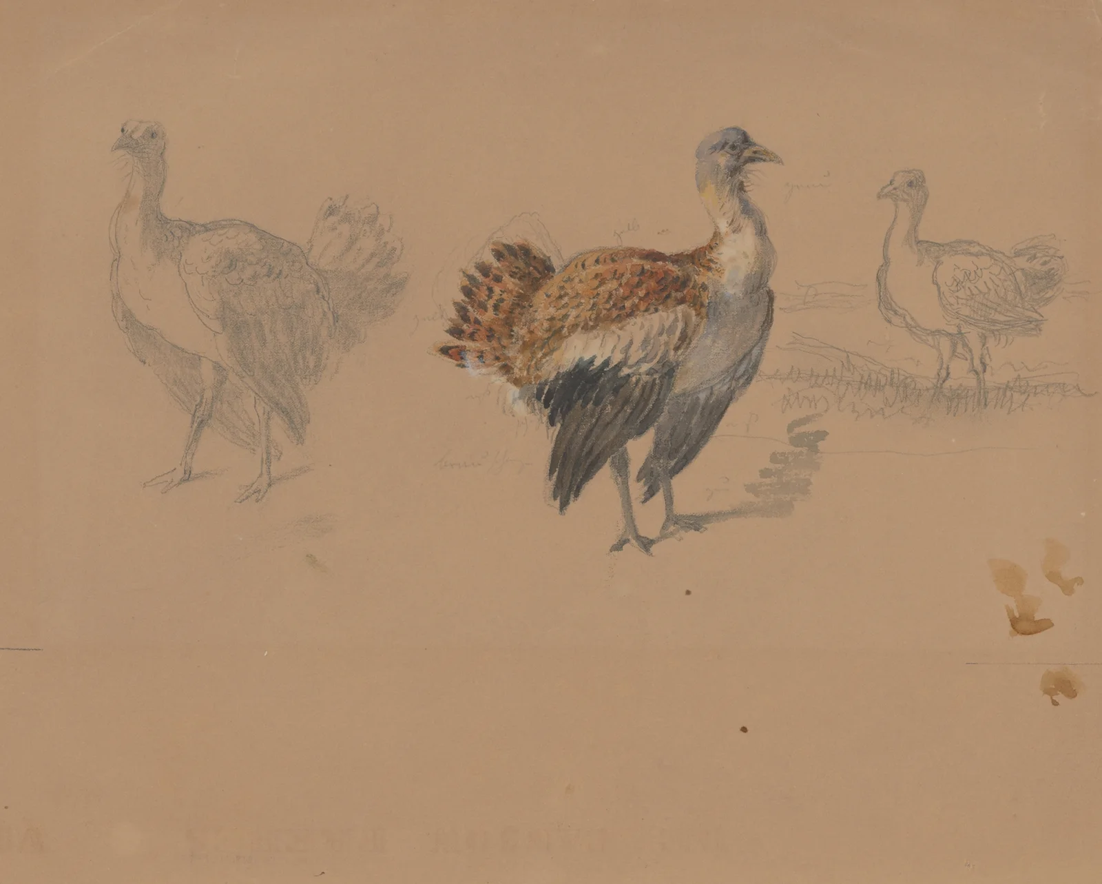 Study of Turkeys av Friedrich Carl von Scheidlin