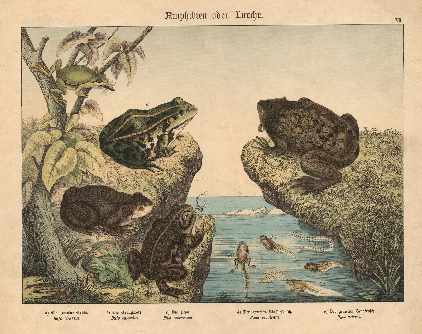 Amphibien oder Lurche av Gotthilf Heinrich von Schubert