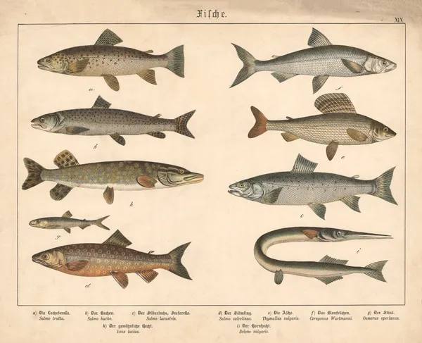 Fische. a) Die Lachsforelle, b) Der Huchen, c) Der Silberlachs, Seeforelle av Gotthilf Heinrich von Schubert