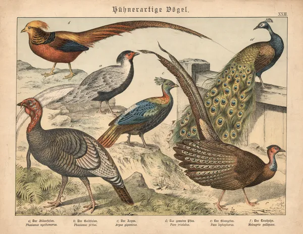 Hühnerartige Vögel. a) Der Silberfasan, b) Der Goldfasan, c) Der Argus, d) Der gemeine Pfau, e) Der Glanzpfau, f) Der Truthahn av Gotthilf Heinrich von Schubert