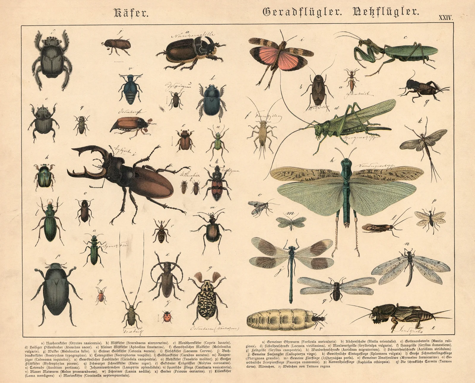 Käfer, Geradflügler, Nessflügler av Gotthilf Heinrich von Schubert