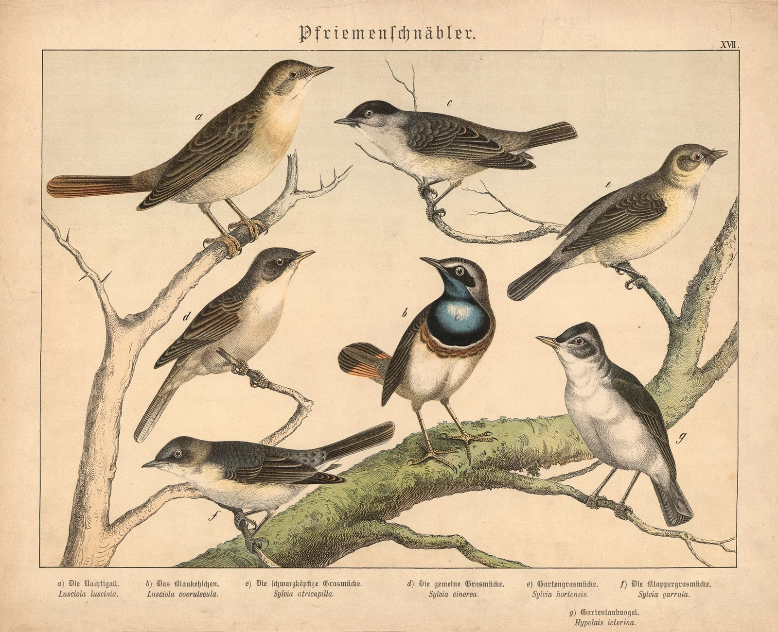 Pfriemenschnäbler. av Gotthilf Heinrich von Schubert