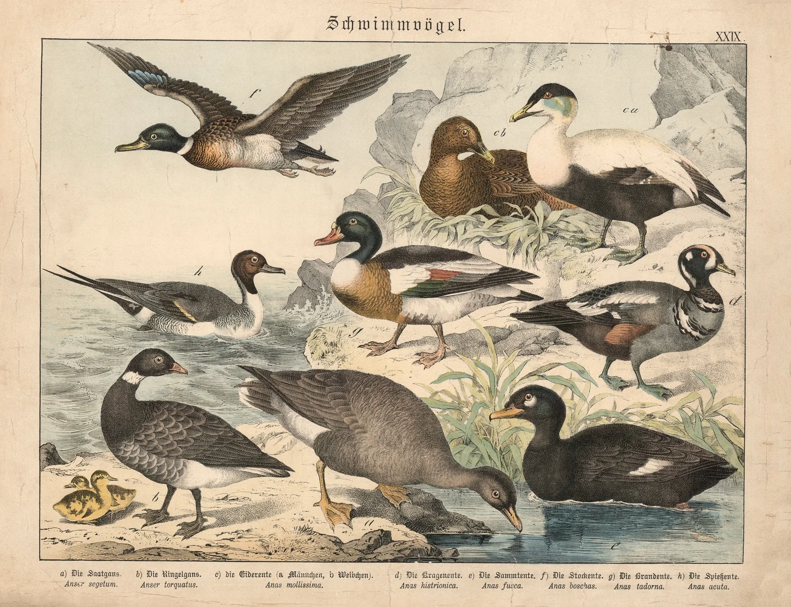Schwimmvögel – nr 3 av Gotthilf Heinrich von Schubert