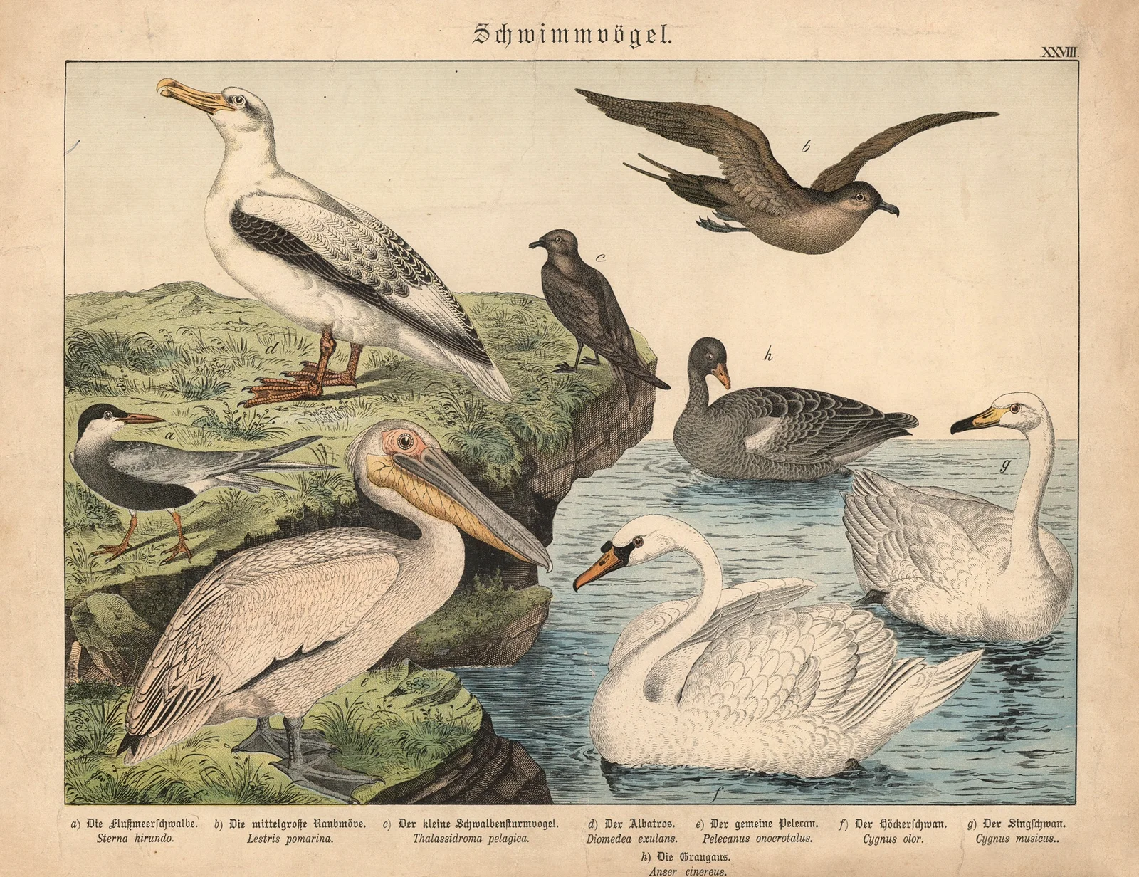 Schwimmvögel av Gotthilf Heinrich von Schubert