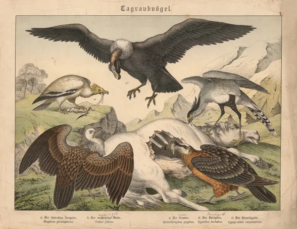 Tagraubvögel. a) Der schmutzige Aasgeier, b) Der weissköpfige Geier, c) Der Condor, d) Der Bartgeier, e) Der Kranichgeier av Gotthilf Heinrich von Schubert