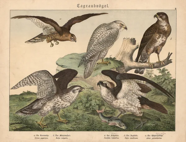 Tagraubvögel. a) Die Kornweihe, b) Der Mäusebussard, c) Der Fischadler, d) Der Jagdfalk, e) Der Hühnerhabicht av Gotthilf Heinrich von Schubert