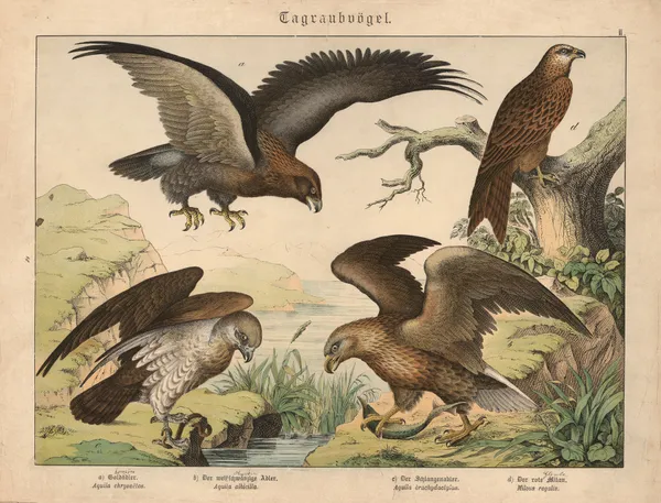 Tagraubvögel. a) Goldadler, b) Der weissschwänzige Adler, c) Der Schlangenadler, d) Der rote Milan av Gotthilf Heinrich von Schubert
