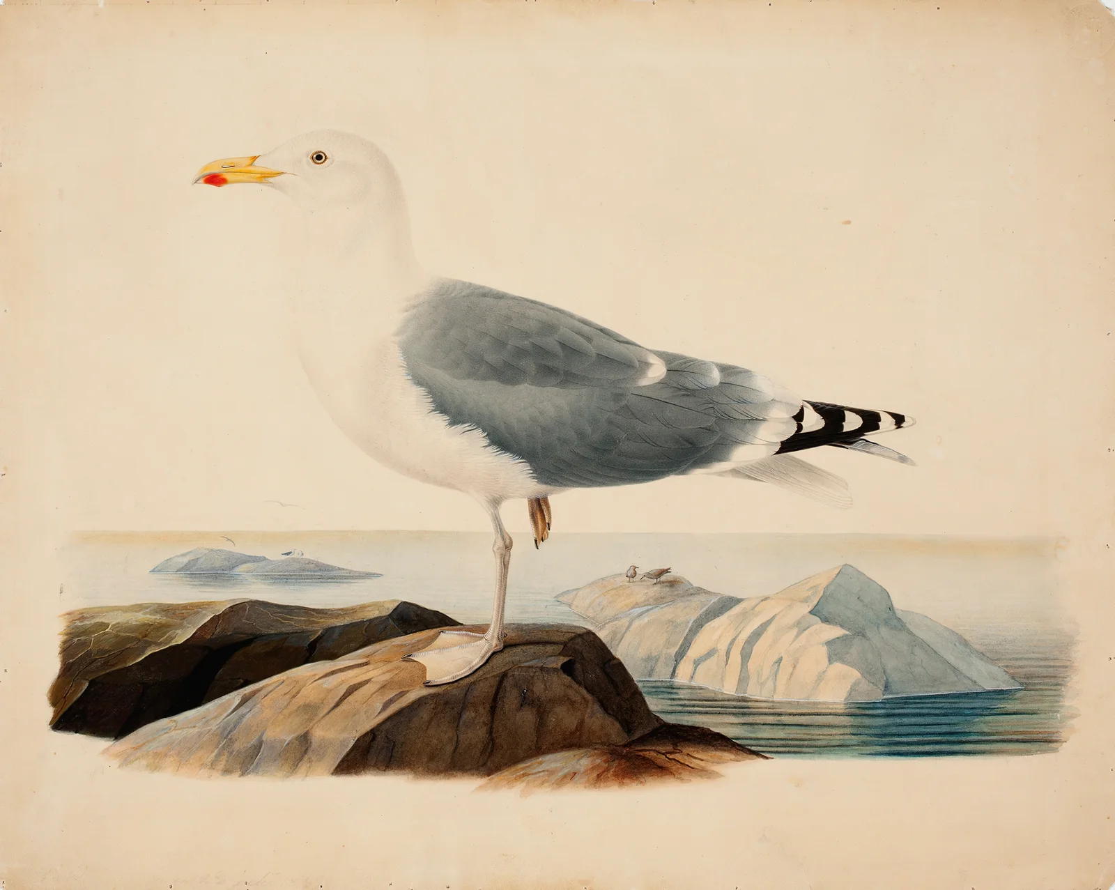 European Herring Gull av Ferdinand von Wright