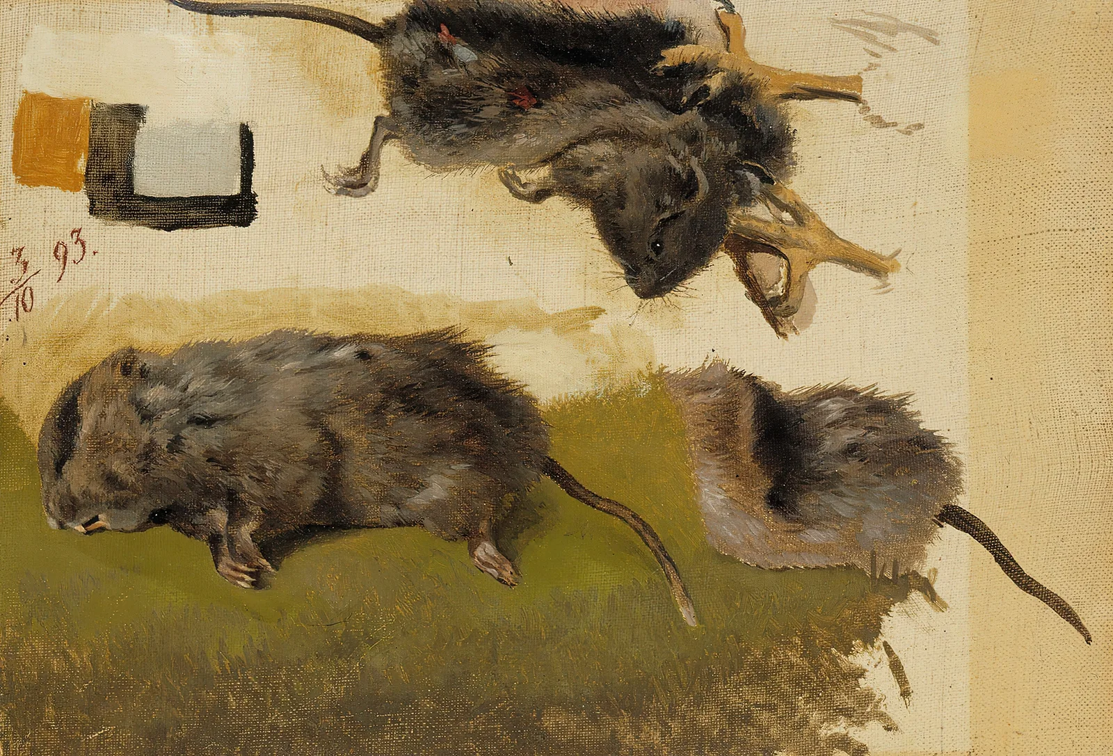 Rodents av Ferdinand von Wright