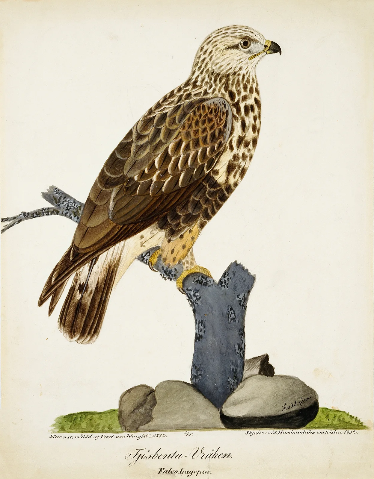 Rough-Legged Buzzard av Ferdinand von Wright