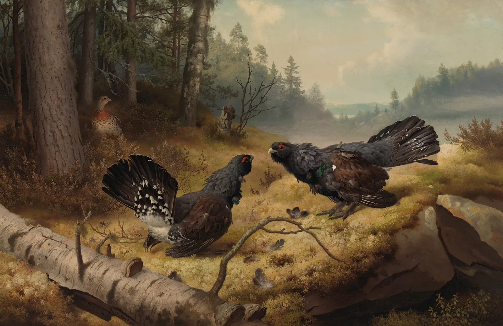 The Fighting Capercaillies av Ferdinand von Wright