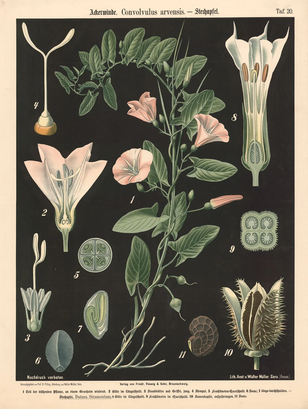 Ackerwinde, Convolvulus arvensis av Walter Müller