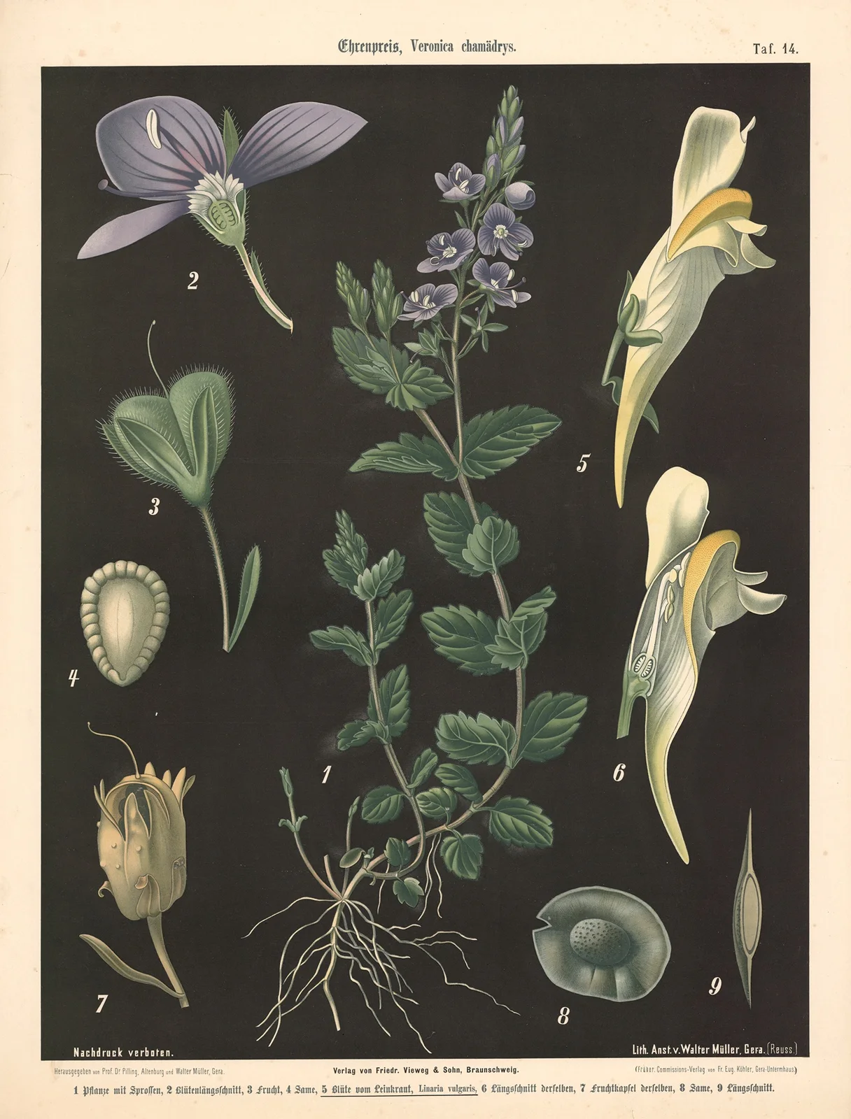 Ehrenpreis, Veronica chamädrys. av Walter Müller