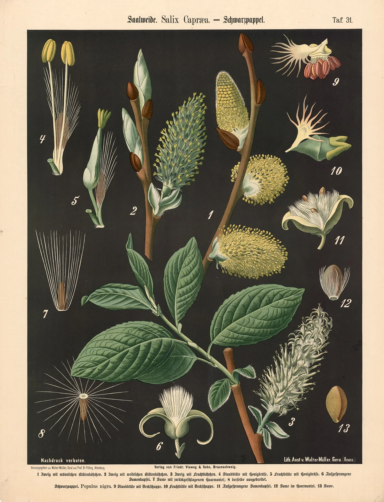 Saalweide. Salix Capræa av Walter Müller