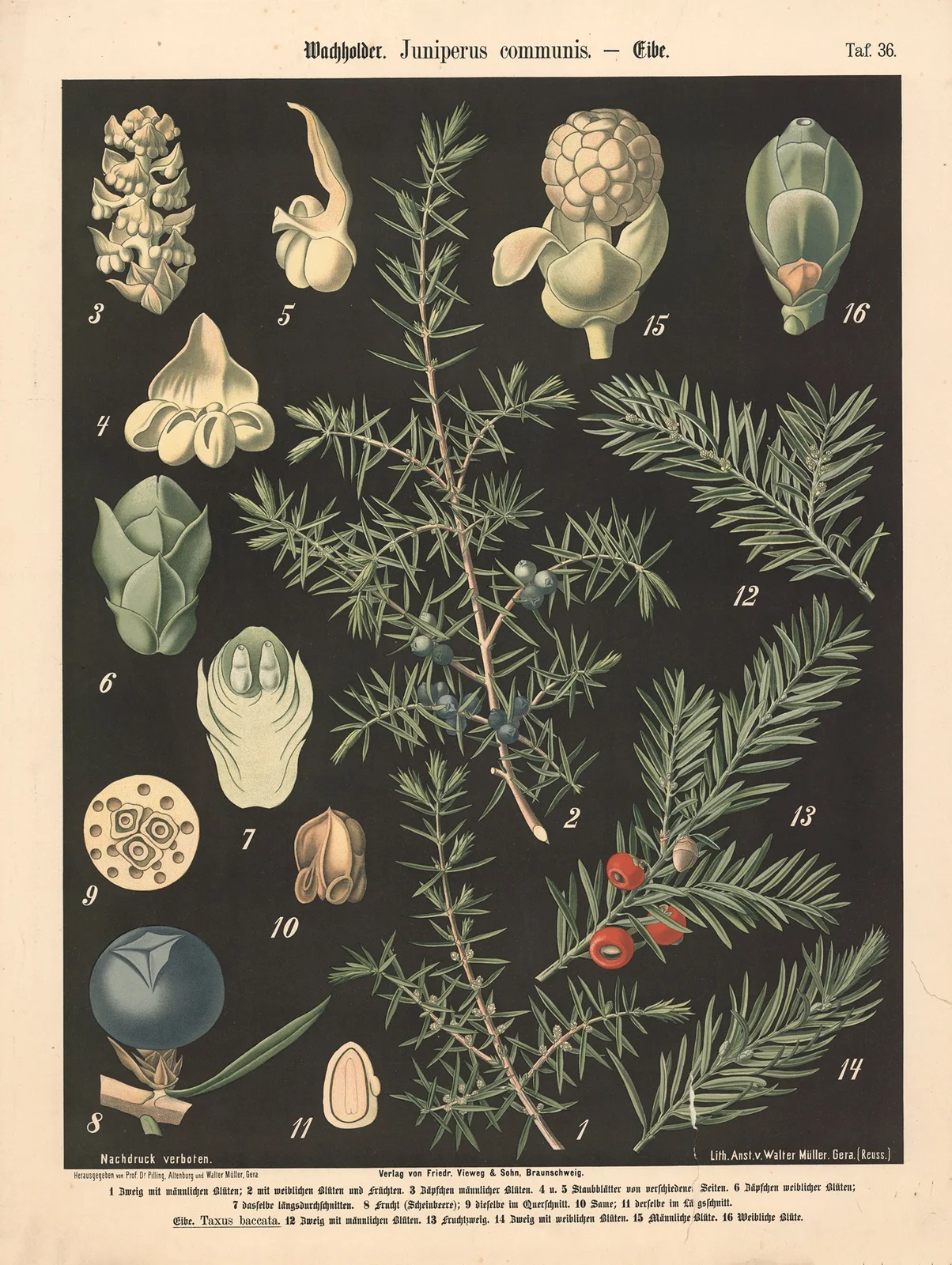 Wachholder. Juniperus communis av Walter Müller