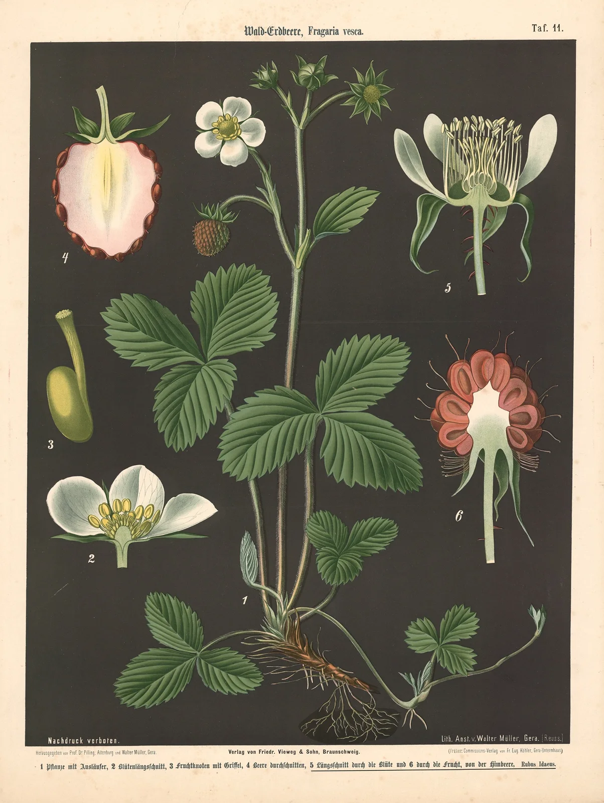 Wald-Erdbeere, Fragaria vesca av Walter Müller