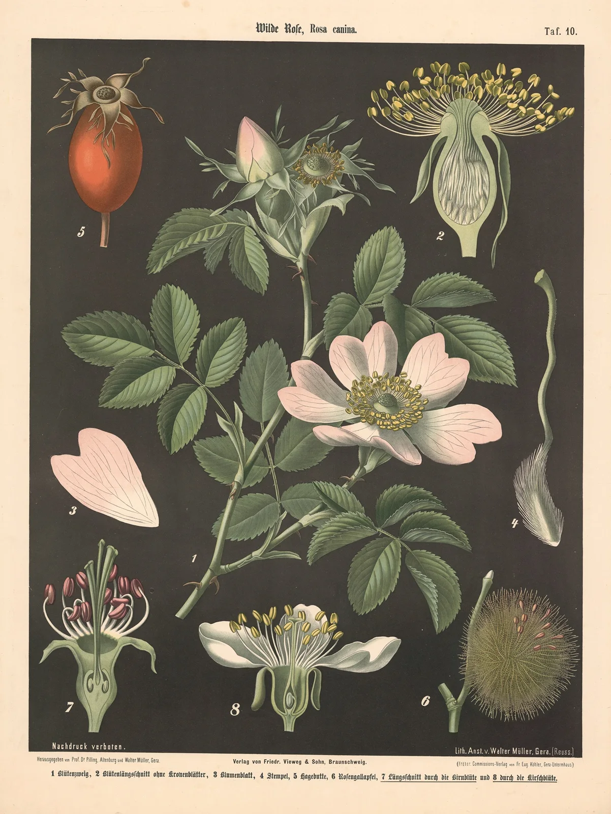 Wilde Pose, rosa canina av Walter Müller
