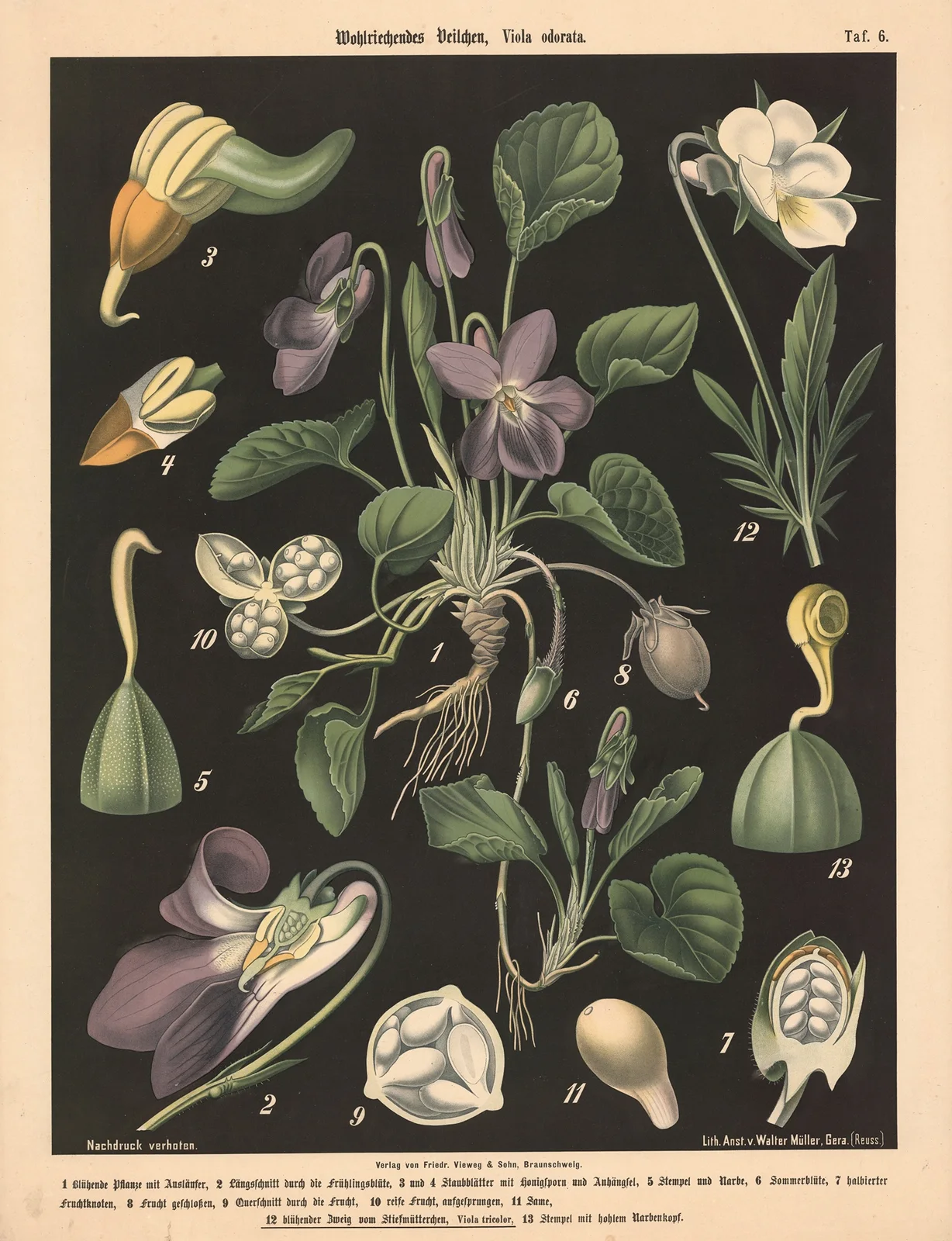 Wohlriechendes Veilchen, Viola odorata av Walter Müller