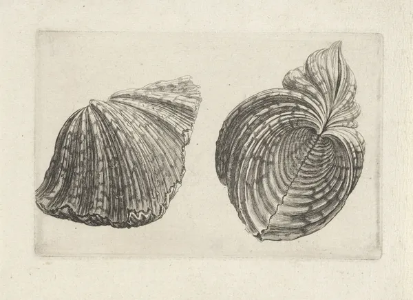 Bear paw clam (Hippopus maculatus) av Wenceslaus Hollar