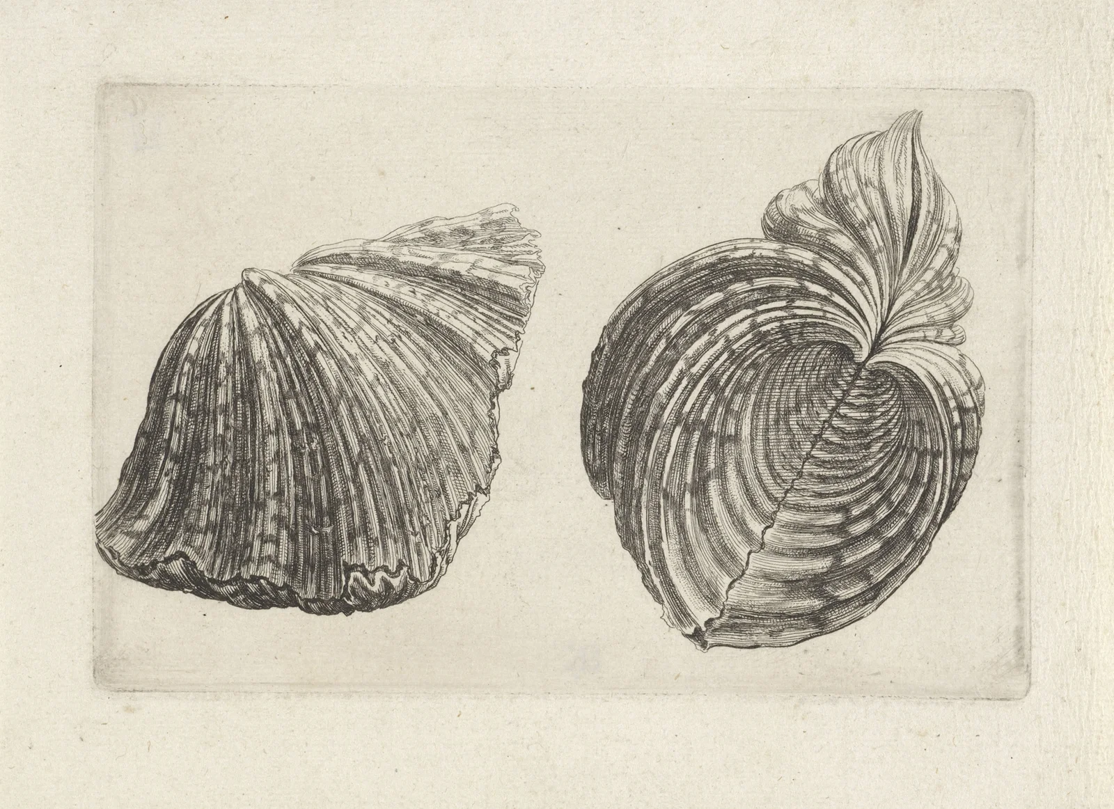 Bear paw clam (Hippopus maculatus) av Wenceslaus Hollar