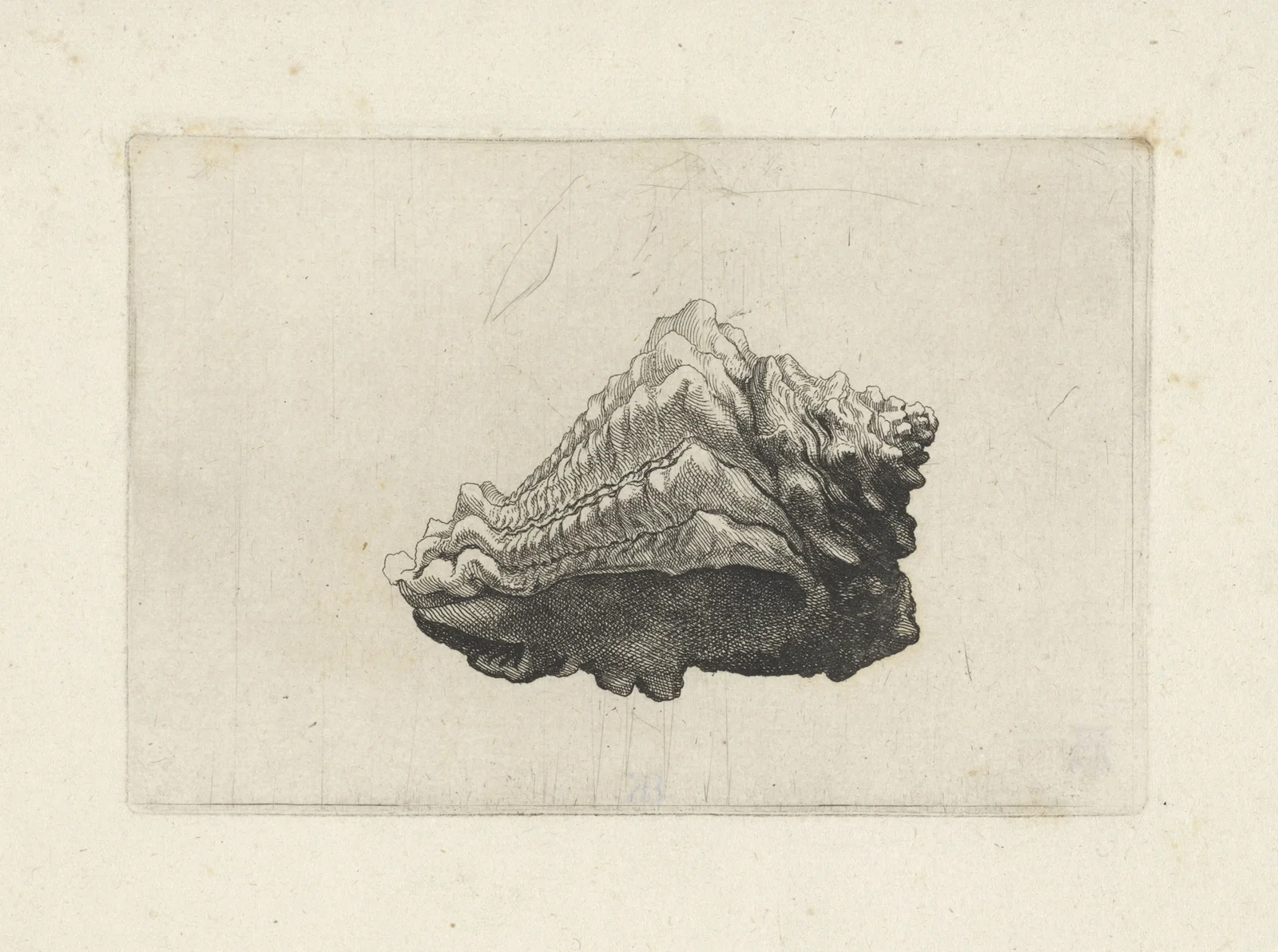 Caribbean vase (Vasum muricatum) av Wenceslaus Hollar