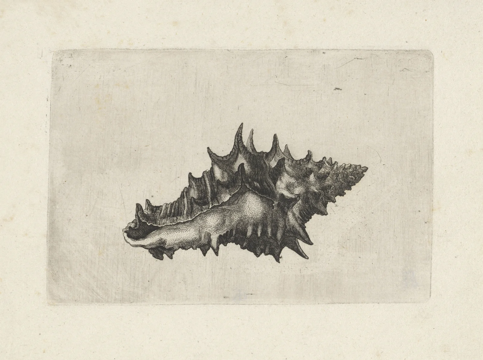Ceramic vase (Vasum ceramicum) av Wenceslaus Hollar