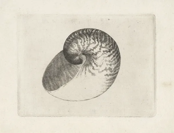 Chambered nautilus (Nautilus pompilius) av Wenceslaus Hollar