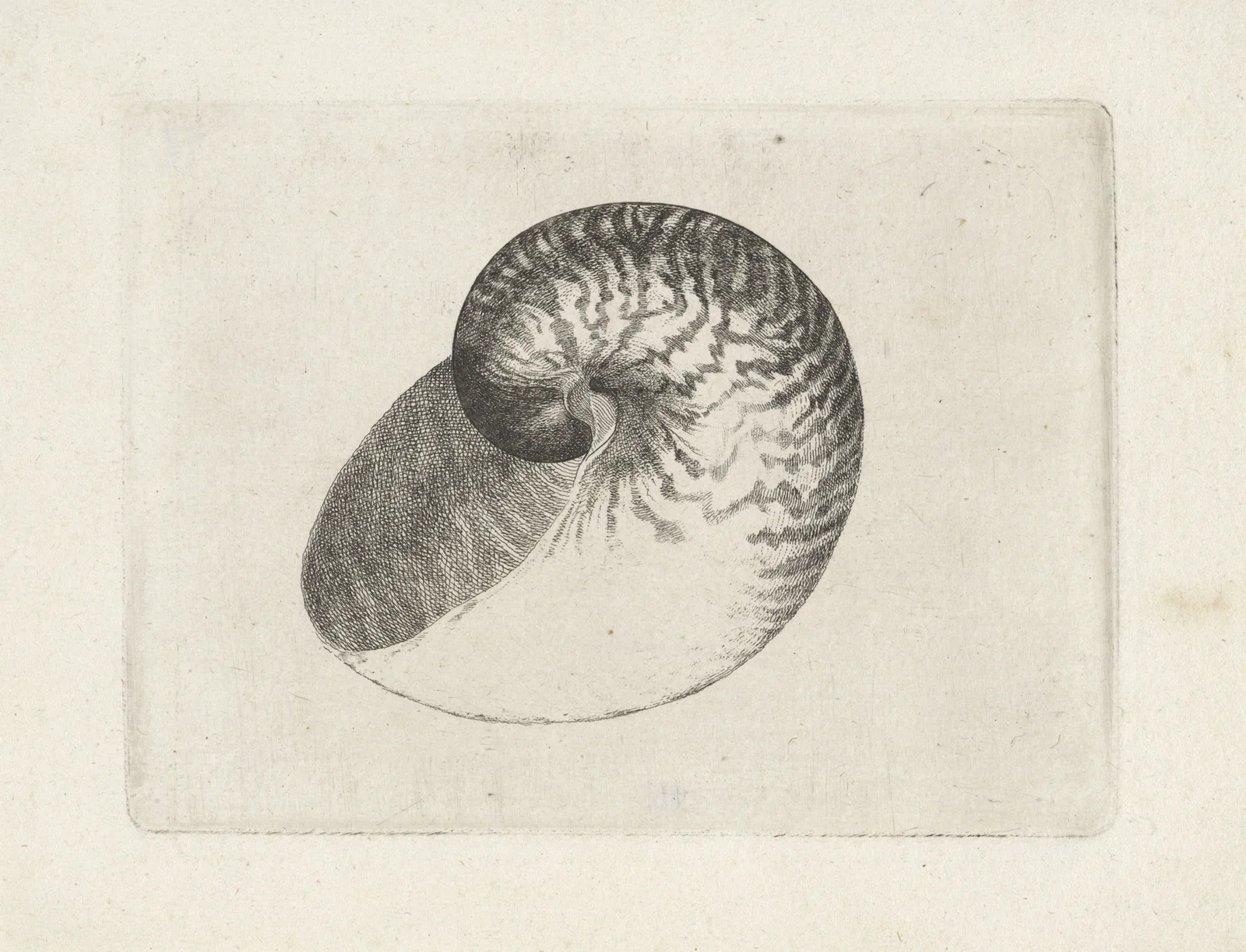 Chambered nautilus (Nautilus pompilius) av Wenceslaus Hollar