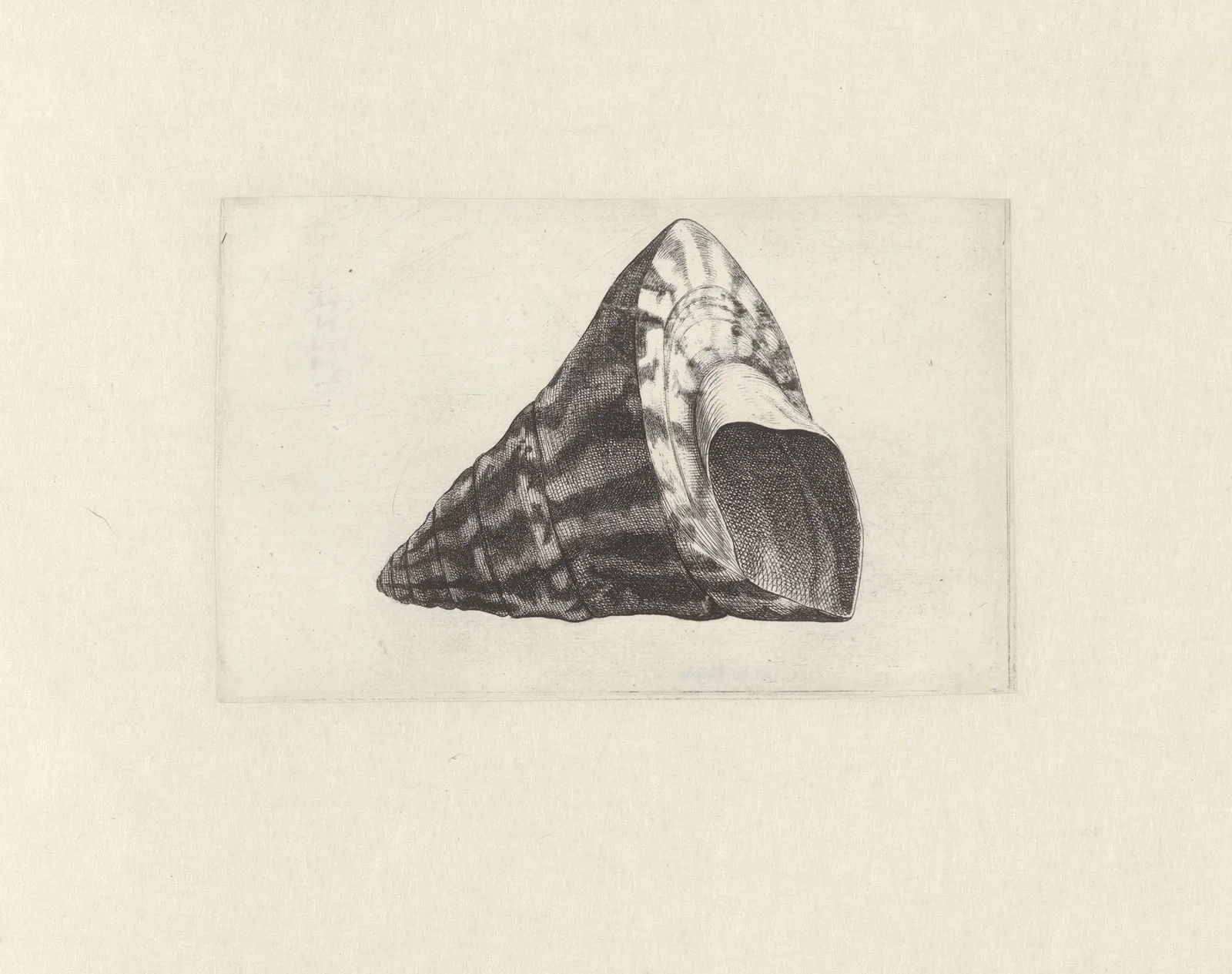 Commercial top-shell (Trochus niloticus) av Wenceslaus Hollar
