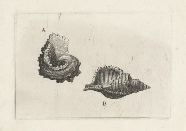 Common delphinula (Angaria delphinus) (A) and hairy triton (Cymatium pileare) (B) av Wenceslaus Hollar