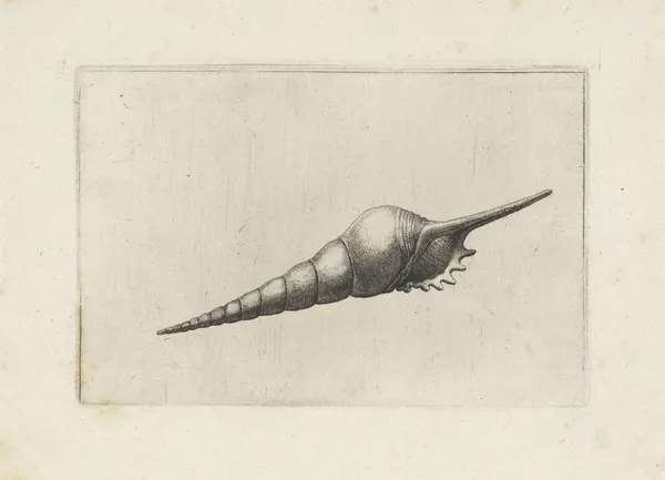 Dark-mouthed tibia (Tibia fusus melanocheilus) av Wenceslaus Hollar
