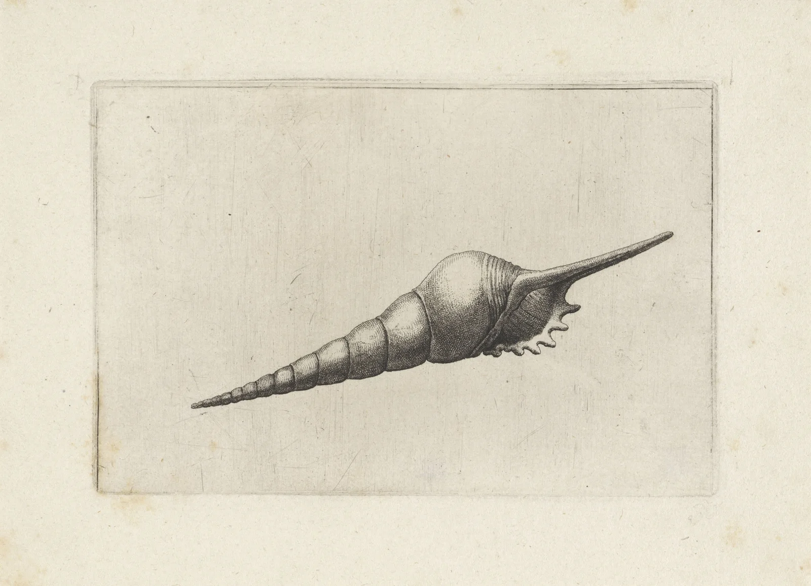 Dark-mouthed tibia (Tibia fusus melanocheilus) av Wenceslaus Hollar