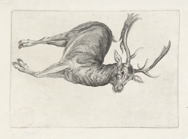 Dead fallow buck lying on its left side, with head to right av Wenceslaus Hollar