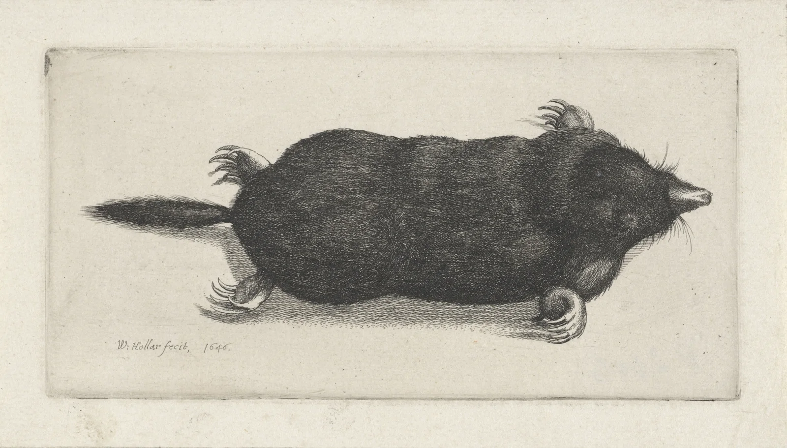 Dode mol av Wenceslaus Hollar