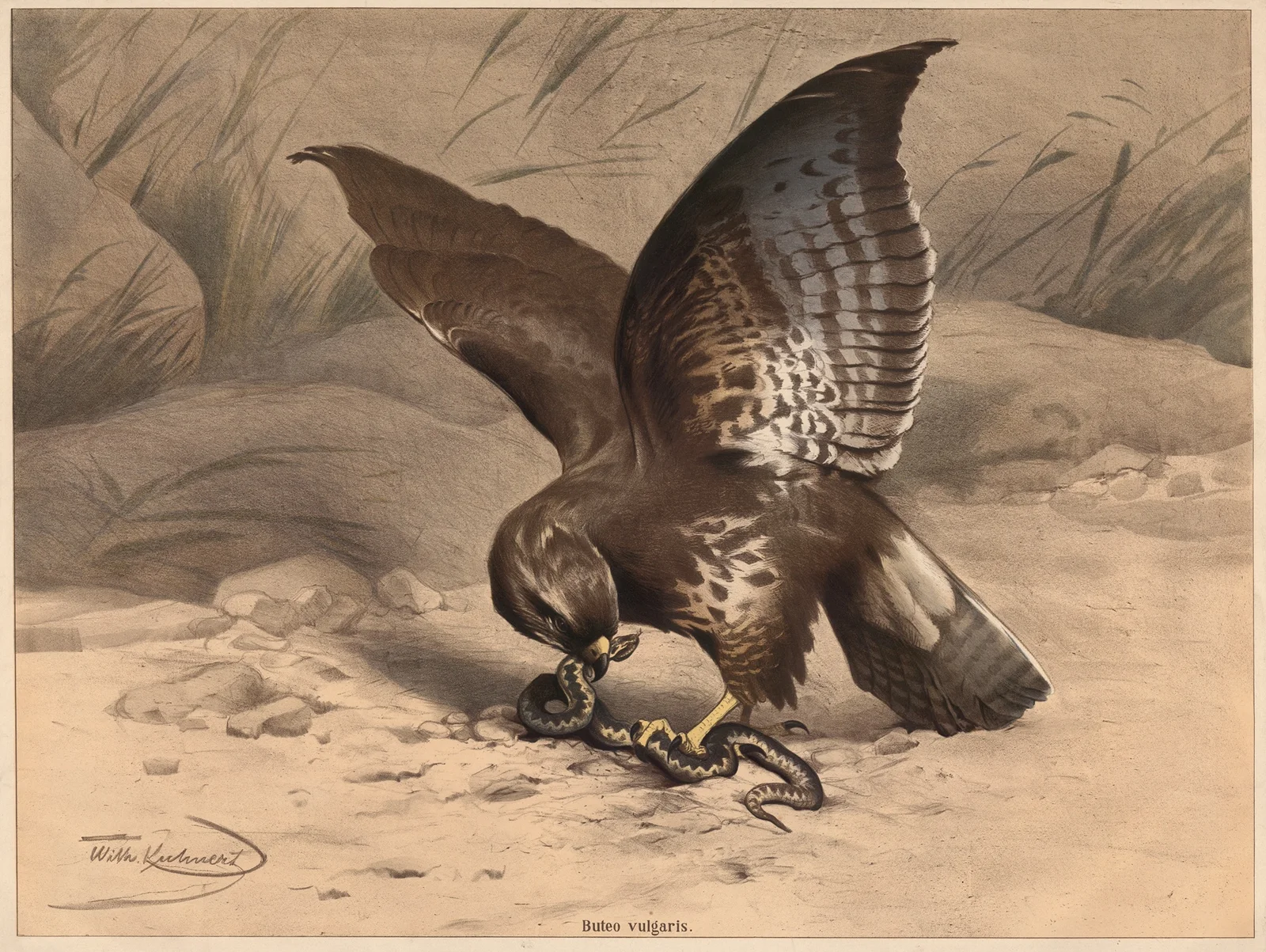 Buzzard av Wilhelm Kuhnert
