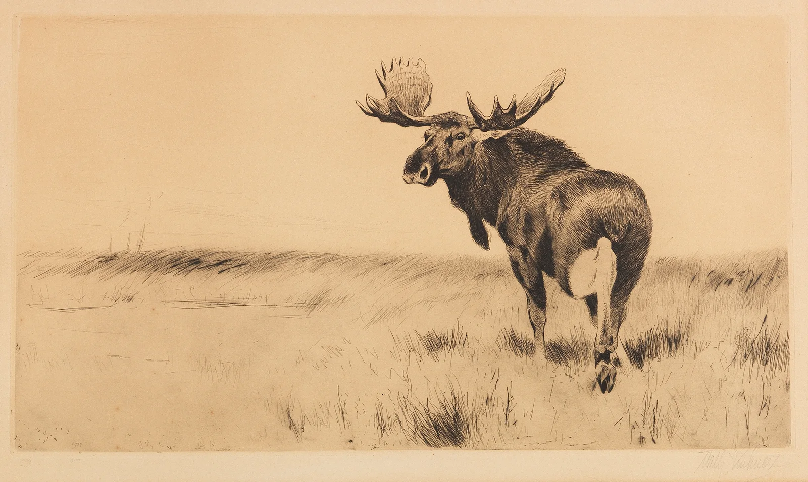 Elk av Wilhelm Kuhnert