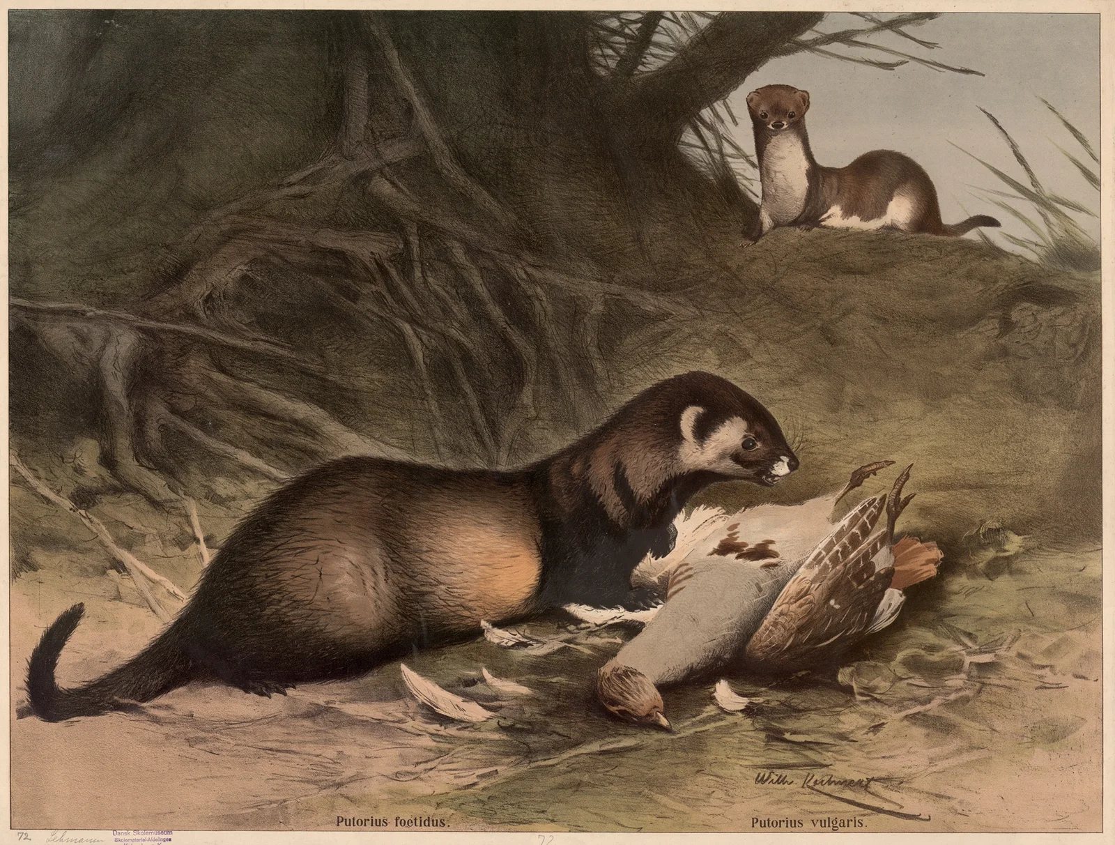Ferrets av Wilhelm Kuhnert