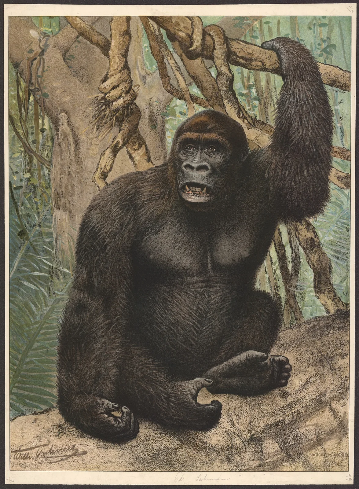 Gorilla av Wilhelm Kuhnert