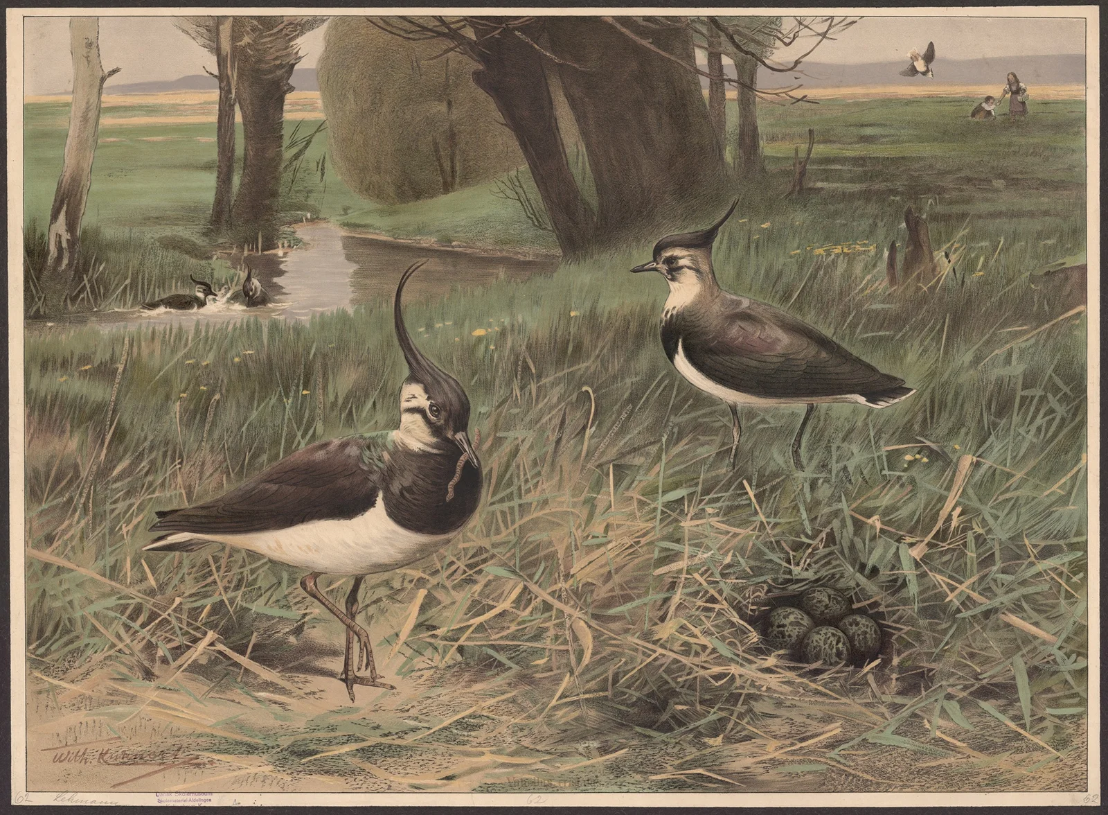 Northern lapwing av Wilhelm Kuhnert