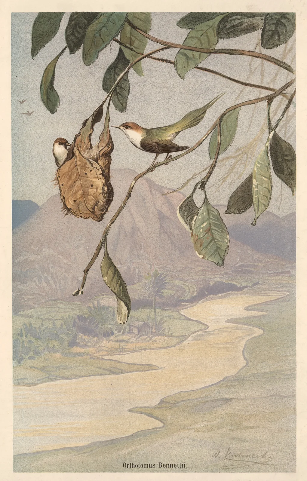 Tailor bird av Wilhelm Kuhnert