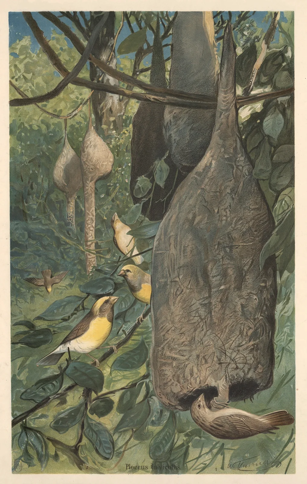 Weaver bird av Wilhelm Kuhnert