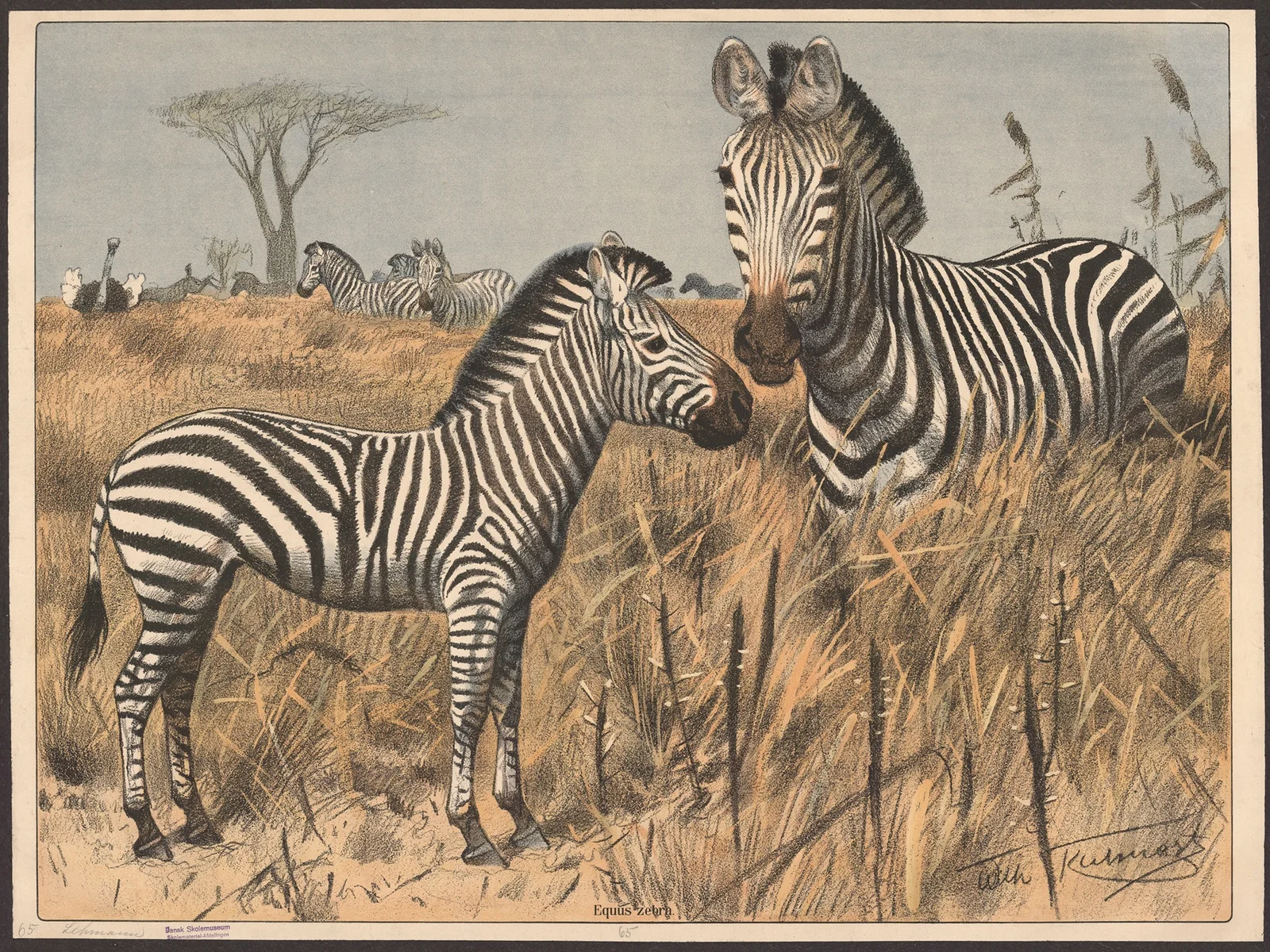 Zebra av Wilhelm Kuhnert