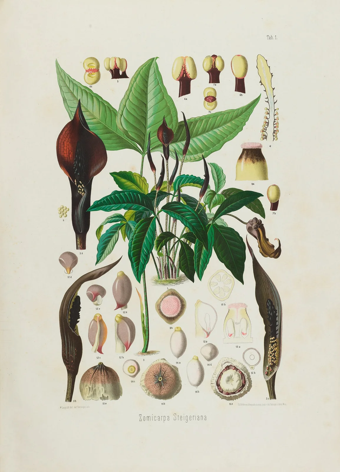Aroideae Maximilianae Pl.01 av Heinrich Wilhelm Schott