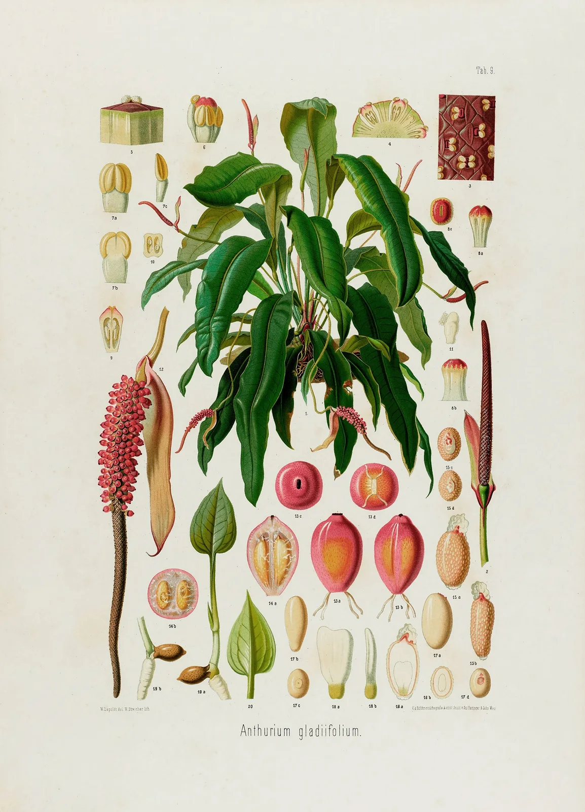 Aroideae Maximilianae Pl.09 av Heinrich Wilhelm Schott