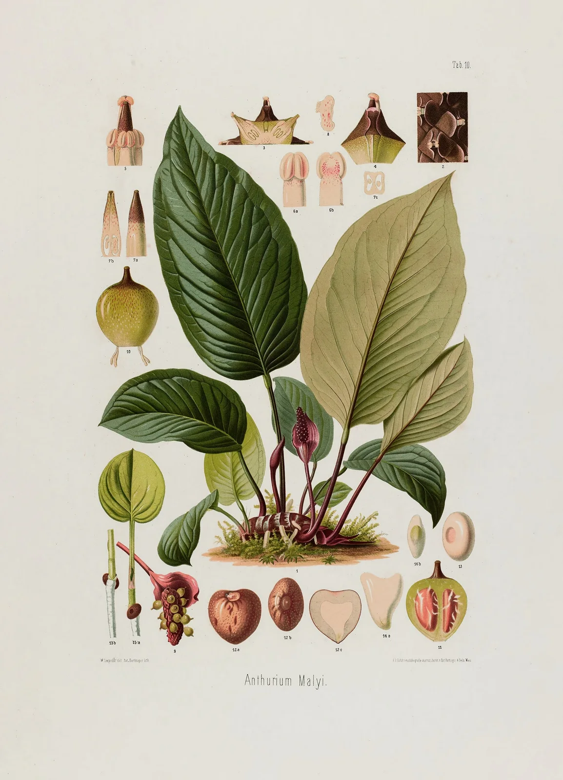 Aroideae Maximilianae Pl.10 av Heinrich Wilhelm Schott
