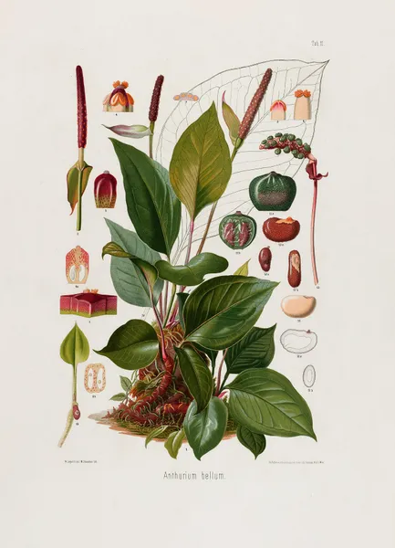 Aroideae Maximilianae Pl.11 av Heinrich Wilhelm Schott