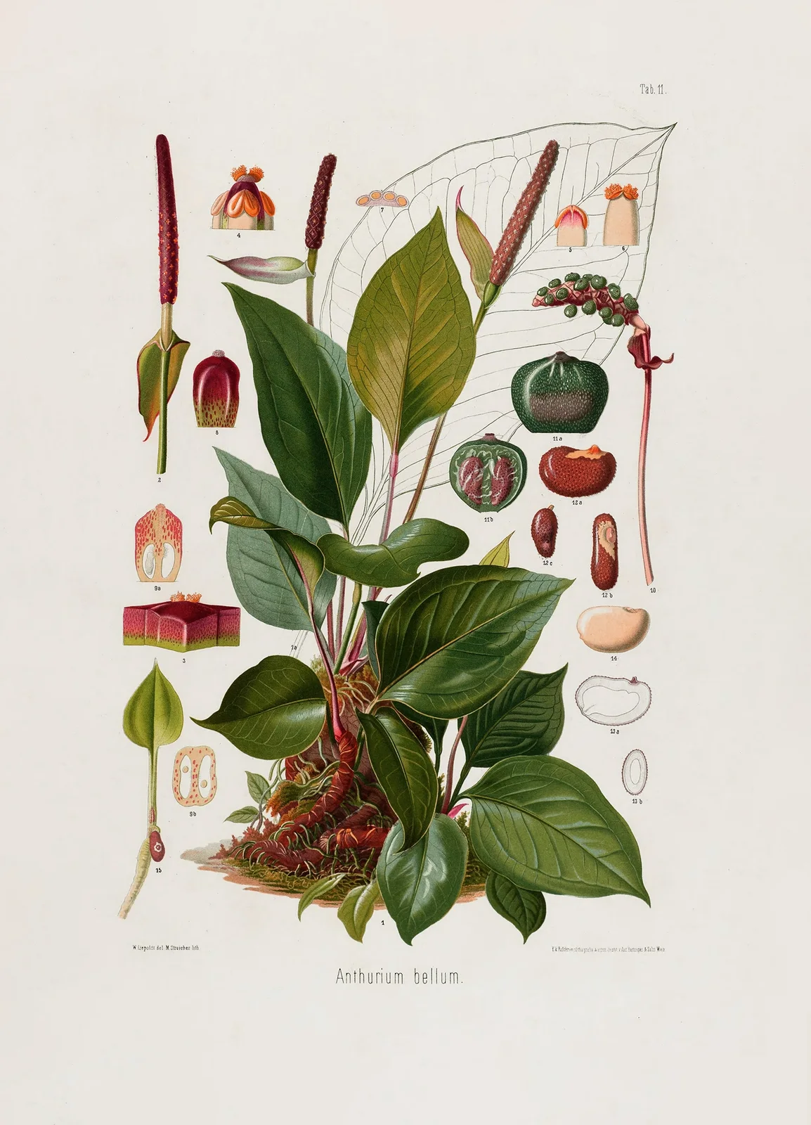 Aroideae Maximilianae Pl.11 av Heinrich Wilhelm Schott